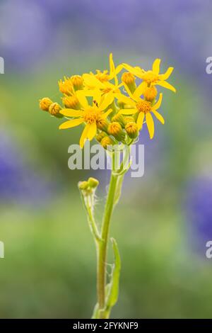 SPICEWOOD, Texas, USA. Goldene Ragwürzewildblumen im texanischen Hügelland. Stockfoto