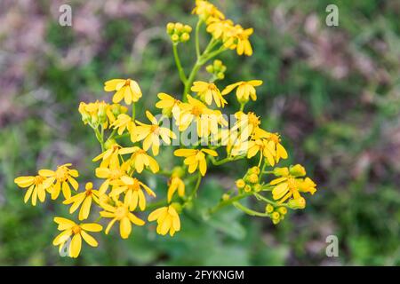 SPICEWOOD, Texas, USA. Goldene Ragwürzewildblumen im texanischen Hügelland. Stockfoto