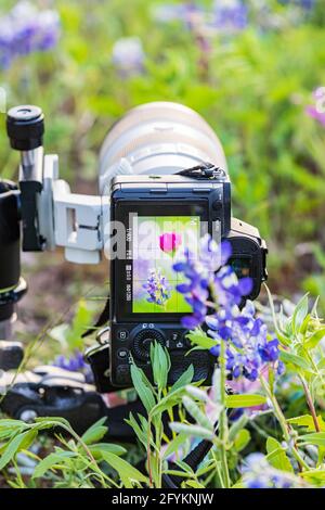 Llano, Texas, USA. Kamera in wildfowers im texanischen Hügelland. Stockfoto