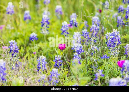 Llano, Texas, USA. Bluebonnet und Winecup Wildblumen in der Texas Hill Country. Stockfoto