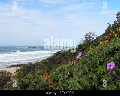 Malvenrosa Morning Glory Flowers auf dem Hügel vor dem Meer, Wellen brechen am Strand, Australien Stockfoto