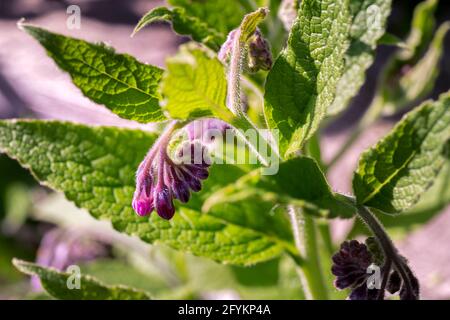 Nahaufnahme von Beinwell- oder Symphytum officinale-rosa Blüten Stockfoto