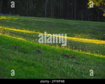 Die Sonne am späten Nachmittag, die über den Hang hinunterströmt, erhellt sanft Streifen des grünen Grases, Australien Stockfoto