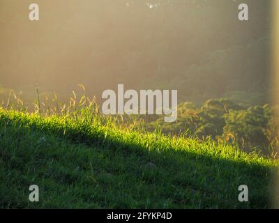 Am späten Nachmittag strömte die Sonne über den Hang und die Baumkronen, die das grüne Gras erhellten und ihm einen ätherischen Glanz gaben, Australien Stockfoto