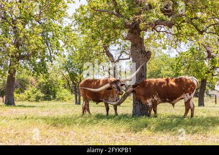 Marble Falls, Texas, USA. Longhorn-Rinder im Texas Hill Country. Stockfoto