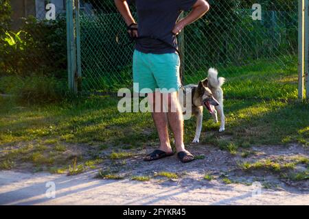 Unschärfe junger Mann mit seinem Hund im Freien während des Sommers Tag. Hund sitzt durch grünes Gras oder Unkraut im Hintergrund. Sibirische laika, h Stockfoto