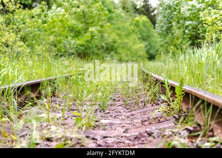 Eisenbahnschienen mit Gras überwuchert. Alte Schienen, die in den Wald gehen. Schienen aus der Nähe. Stockfoto