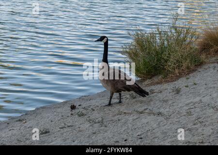 Nahaufnahme der kanadischen Gänse in Palm Desert, Südkalifornien Stockfoto