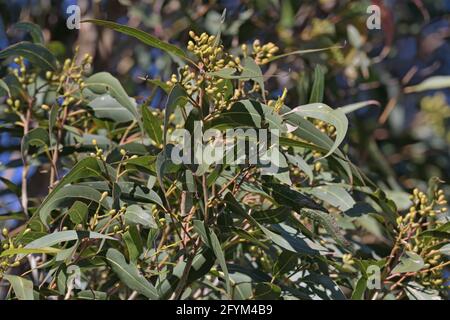 Blätter und Blütenknospen auf einem Corymbia maculata (Spotted Gum) Eukalyptusbaum in NSW, Australien Stockfoto