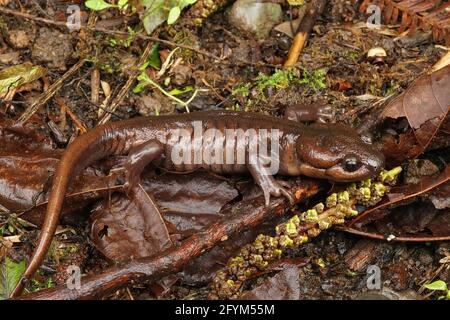 Nahaufnahme eines erwachsenen männlichen, braunen, terrestrischen Salamanders aus dem Nordwesten, Ambystoma gracile. Stockfoto