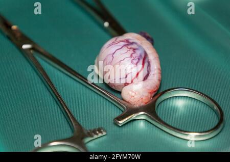 Ein einzelner abgenommener Hoden auf einem medizinischen Tablett während Kastration/Sterilisation eines Mops Stockfoto