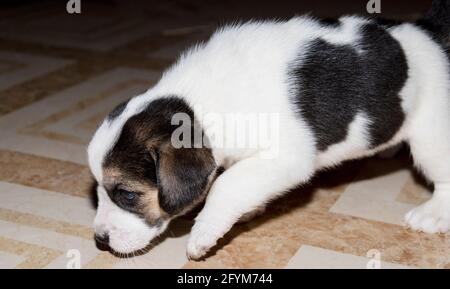 Ein süßer 3 schwarz, weiß und braun Beagle Welpe Stockfoto