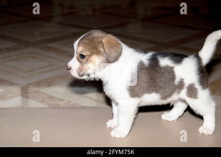 Ein süßer 3 schwarz, weiß und braun Beagle Welpe Stockfoto