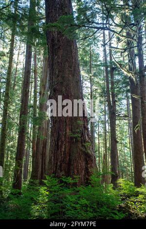 Altes Wachstum Vancouver Island Stockfoto