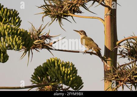 Iberischer Grünspecht Picus sharpei Costa Ballena Cáediz Spanien Stockfoto