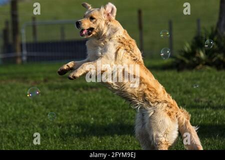 Golden Retriever spielen draußen in ihrer natürlichen Umgebung auf Gras jagen Blasen. Stockfoto
