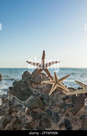 Seesterne, die an sonnigen Tagen auf goldenem Sand in der Nähe des Meeres stehen. Romantisches Sommerurlaubskonzept. Sommertapete oder Hintergrund Stockfoto