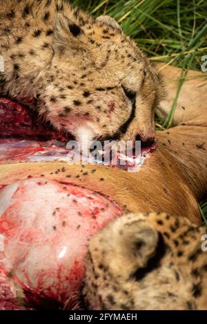 Nahaufnahme von zwei Geparden, die Hartebeest essen Stockfoto