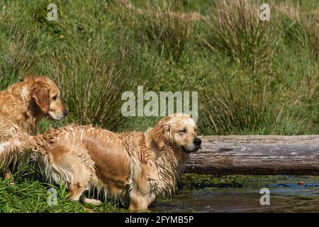 Golden Retriever spielen in und um einen Teich herum. Stockfoto