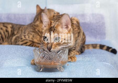 Eine junge Bengalkatze isst Nahrung aus einer Glasvase. Im Hintergrund befindet sich eine weitere Katze. Stockfoto