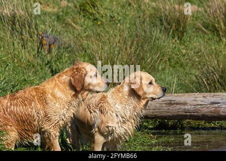 Golden Retriever spielen in und um einen Teich herum. Stockfoto