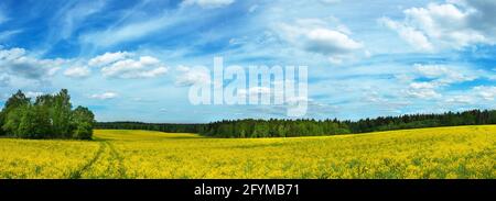 Sommer Panorama-Landschaft mit blauem Himmel über dem gelben Feld mit blühenden Blumen und grünen Bäumen im Wald. Stockfoto