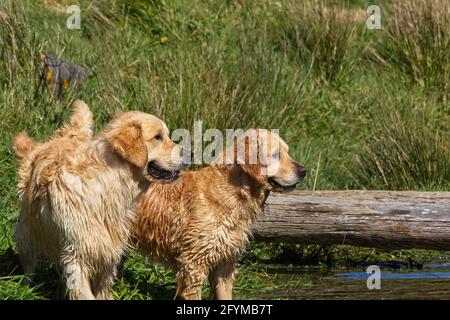 Golden Retriever spielen in und um einen Teich herum. Stockfoto