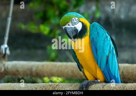 Eine Nahaufnahme eines blau-gelben Ara (Ara ararauna), auch bekannt als der blau-goldene Ara, leuchtend lebhafter Papagei, der sich in der Nähe des Astes befindet Stockfoto