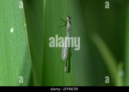 Die azurblaue Damselfliege (Coenagrion puella), neu aufgetaucht und ruht auf einem Bullush an der Seite eines Teiches, Dumfries, SW Schottland Stockfoto