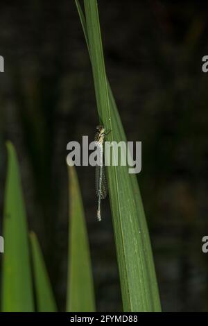 Die azurblaue Damselfliege (Coenagrion puella), neu aufgetaucht und ruht auf einem Bullush an der Seite eines Teiches, Dumfries, SW Schottland Stockfoto