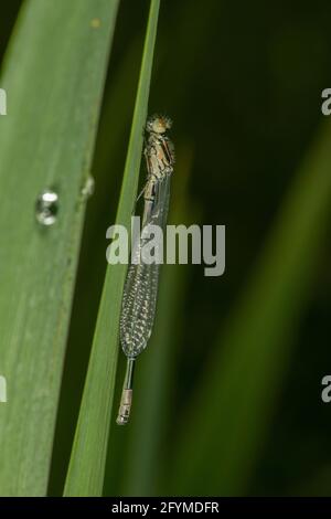 Die azurblaue Damselfliege (Coenagrion puella), neu aufgetaucht und ruht auf einem Bullush an der Seite eines Teiches, Dumfries, SW Schottland Stockfoto