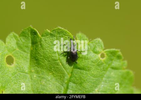 Apion. Sehr kleiner Rüsselkeil 3 mm. Familie Apionidae, Brentidae. Wahrscheinlich Aspidapion radiolus oder Aspidapion aeneum auf einem Blatt gemeiner Malge Stockfoto