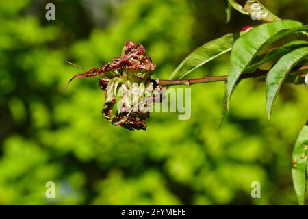 Charakteristische nach unten und nach innen gewellte Laub in Prunus persica, verursacht durch den Pilz Taphrina deformans. Frühling, Niederlande Mai Stockfoto