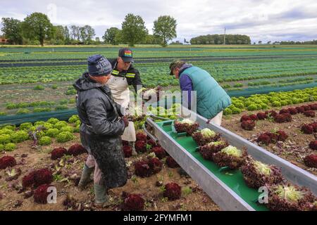 Soest, Sachsen, Nordrhein-Westfalen, Deutschland - Gemüseanbau, Erntemaschinen bei der Salaternte werden die frisch geernteten Salatköpfe gewaschen Stockfoto