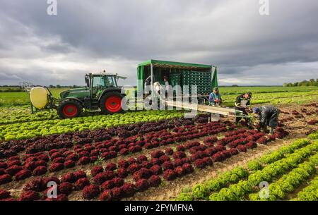 Soest, Sachsen, Nordrhein-Westfalen, Deutschland - Gemüseanbau, Erntemaschinen bei der Salaternte werden die frisch geernteten Salatköpfe gewaschen Stockfoto