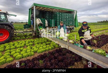 Soest, Sachsen, Nordrhein-Westfalen, Deutschland - Gemüseanbau, Erntemaschinen bei der Salaternte werden die frisch geernteten Salatköpfe gewaschen Stockfoto