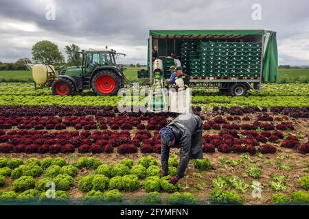 Soest, Sachsen, Nordrhein-Westfalen, Deutschland - Gemüseanbau, Erntemaschinen bei der Salaternte werden die frisch geernteten Salatköpfe gewaschen Stockfoto