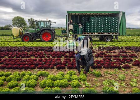 Soest, Sachsen, Nordrhein-Westfalen, Deutschland - Gemüseanbau, Erntemaschinen bei der Salaternte werden die frisch geernteten Salatköpfe gewaschen Stockfoto