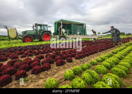 Soest, Sachsen, Nordrhein-Westfalen, Deutschland - Gemüseanbau, Erntemaschinen bei der Salaternte werden die frisch geernteten Salatköpfe gewaschen Stockfoto