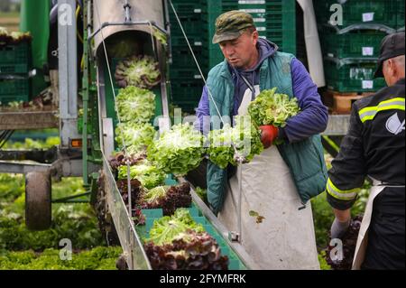 Soest, Sachsen, Nordrhein-Westfalen, Deutschland - Gemüseanbau, Erntemaschinen bei der Salaternte werden die frisch geernteten Salatköpfe gewaschen Stockfoto