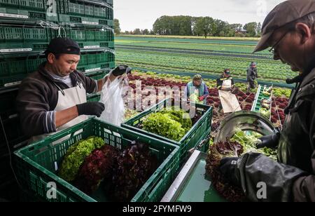 Soest, Sachsen, Nordrhein-Westfalen, Deutschland - Gemüseanbau, Erntemaschinen bei der Salaternte werden die frisch geernteten Salatköpfe gewaschen Stockfoto