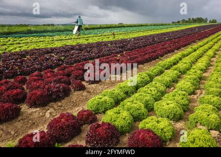 Soest, Sachsen, Nordrhein-Westfalen, Deutschland - Gemüseanbau, Salatpflanzen wachsen in Reihen im Feld, Eichenblattsalat (Lactus sativa var. cri Stockfoto