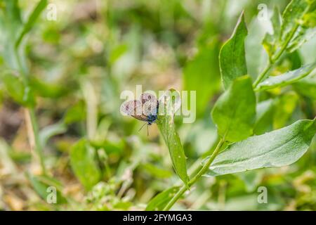 Nahaufnahme von Poliommatus icaruc, sitzend auf einem Grasblatt mit offenen Flügeln. Stockfoto