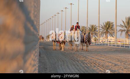 Ash-Shahaniyah, Katar - März 21 2021 : Jockeys mit den Kamelen auf den Kamelrennen. Selektiver Fokus Stockfoto