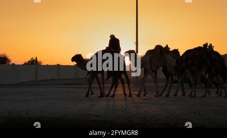 Ash-Shahaniyah, Katar - März 21 2021 : Jockeys mit den Kamelen auf den Kamelrennen. Selektiver Fokus Stockfoto