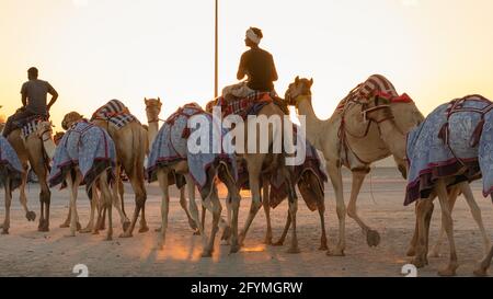 Ash-Shahaniyah, Katar - März 21 2021 : Jockeys mit den Kamelen auf den Kamelrennen. Selektiver Fokus Stockfoto