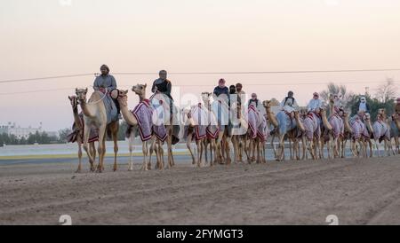 Ash-Shahaniyah, Katar - März 21 2021 : Jockeys mit den Kamelen auf den Kamelrennen. Selektiver Fokus Stockfoto