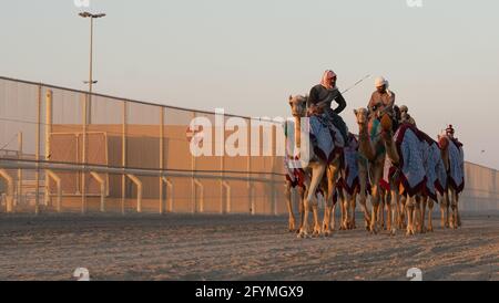 Ash-Shahaniyah, Katar - März 21 2021 : Jockeys mit den Kamelen auf den Kamelrennen. Selektiver Fokus Stockfoto