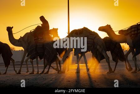 Ash-Shahaniyah, Katar - März 21 2021 : Jockeys mit den Kamelen auf den Kamelrennen. Selektiver Fokus Stockfoto