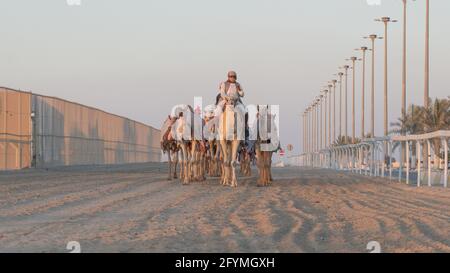 Ash-Shahaniyah, Katar - März 21 2021 : Jockeys mit den Kamelen auf den Kamelrennen. Selektiver Fokus Stockfoto